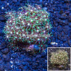 Starburst Polyps Indonesia (click for more detail)