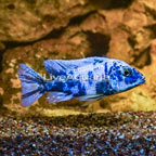 Blue Cichlid (click for more detail)