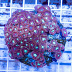 Zoanthus Coral Indonesia (click for more detail)
