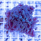 LiveAquaria® Two Pack Cultured Ultra Hammer Coral (click for more detail)