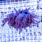 Tree Coral Indonesia (click for more detail)