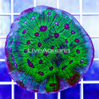 USA Cultured Ultra Chalice Coral (click for more detail)