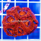 USA Cultured Acan Lord Coral (click for more detail)