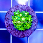 USA Cultured Goniopora Coral (click for more detail)