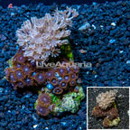 Pom Pom Xenia and Zoanthus Combo Rock Vietnam (click for more detail)