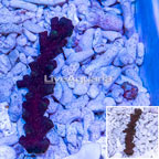 Tube Coral, Black  (click for more detail)