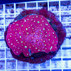 Ultra Chalice Coral Indonesia (click for more detail)