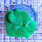 Rhodactis Mushroom Rock Indonesia (click for more detail)