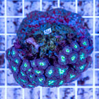 Blastomussa Coral Indonesia (click for more detail)