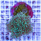 Frogspawn Coral Indonesia (click for more detail)