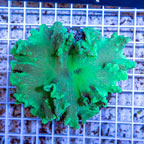 Cabbage Leather Coral Indonesia (click for more detail)