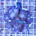 Pocillopora Coral Fiji  (click for more detail)