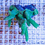 Green Porites Coral Fiji (click for more detail)