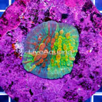 USA Cultured Rainbow Bounce Chalice Coral (click for more detail)