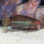 Threadfin Fairy Wrasse  (click for more detail)