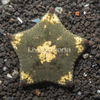 Pillow Sea Star (click for more detail)