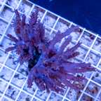 Tree Coral Indonesia (click for more detail)