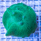 Rhodactis Mushroom Rock Indonesia (click for more detail)