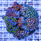 Zoanthus Coral Indonesia (click for more detail)