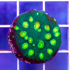 USA Cultured Cyphastrea Coral (click for more detail)