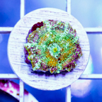 USA Cultured Actinodiscus Coral (click for more detail)