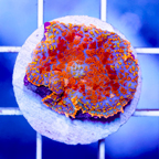 USA Cultured Rhodactis Mushroom Coral (click for more detail)