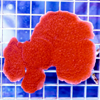 USA Cultured Montipora Coral (click for more detail)