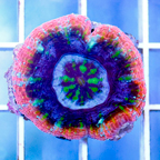 Australia Scolymia Coral (click for more detail)