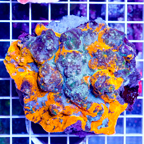 Chalice Coral Indonesia (click for more detail)