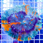 Meat Coral Australia (click for more detail)