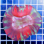 Open Brain Coral Indonesia (click for more detail)