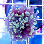 USA Cultured Hammer Coral (click for more detail)