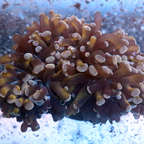 Hammer Coral Solomon (click for more detail)