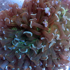 Hammer Coral Solomon (click for more detail)