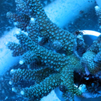 Acropora Coral Fiji (click for more detail)