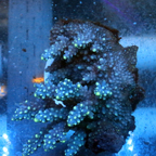 Acropora Coral Fiji (click for more detail)