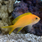 Squareback Anthias Female (click for more detail)