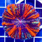 Scolymia Coral Australia (click for more detail)