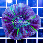 Scolymia Coral Australia (click for more detail)