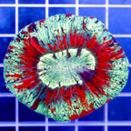 Open Brain Coral Indonesia (click for more detail)