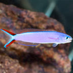 Purple Tilefish (click for more detail)