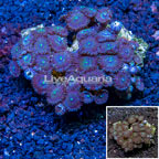 Zoanthus Coral Vietnam (click for more detail)