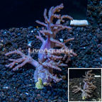 Sinularia Leather Coral Indonesia (click for more detail)