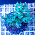 Sinularia Leather Coral Indonesia (click for more detail)