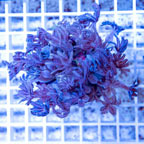 Waving Hand Coral Indonesia (click for more detail)