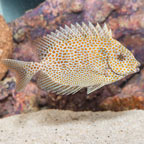 Gold Spotted Rabbitfish  (click for more detail)