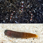 Bicolor Blenny With Coral Banded Shrimp (click for more detail)