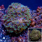  LiveAquaria® Cultured Blue Sympodium Coral (click for more detail)