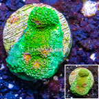 LiveAquaria® Cultured Ultra Chalice Coral (click for more detail)