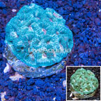 Goniastrea Brain Coral Indonesia (click for more detail)